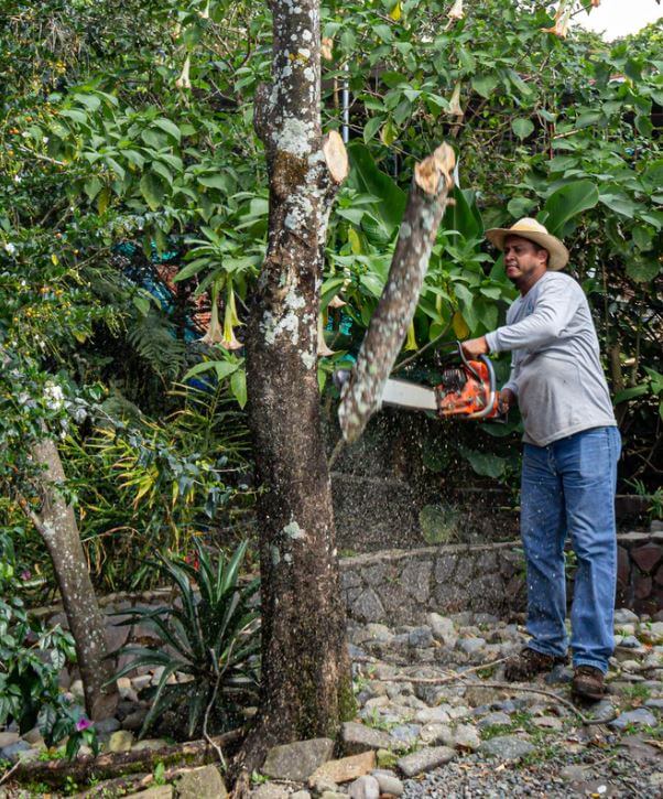 cutting tree branches