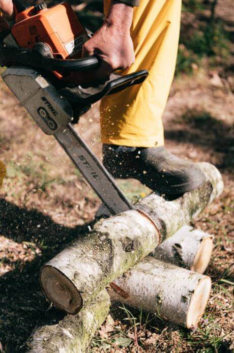 grinding tree stump