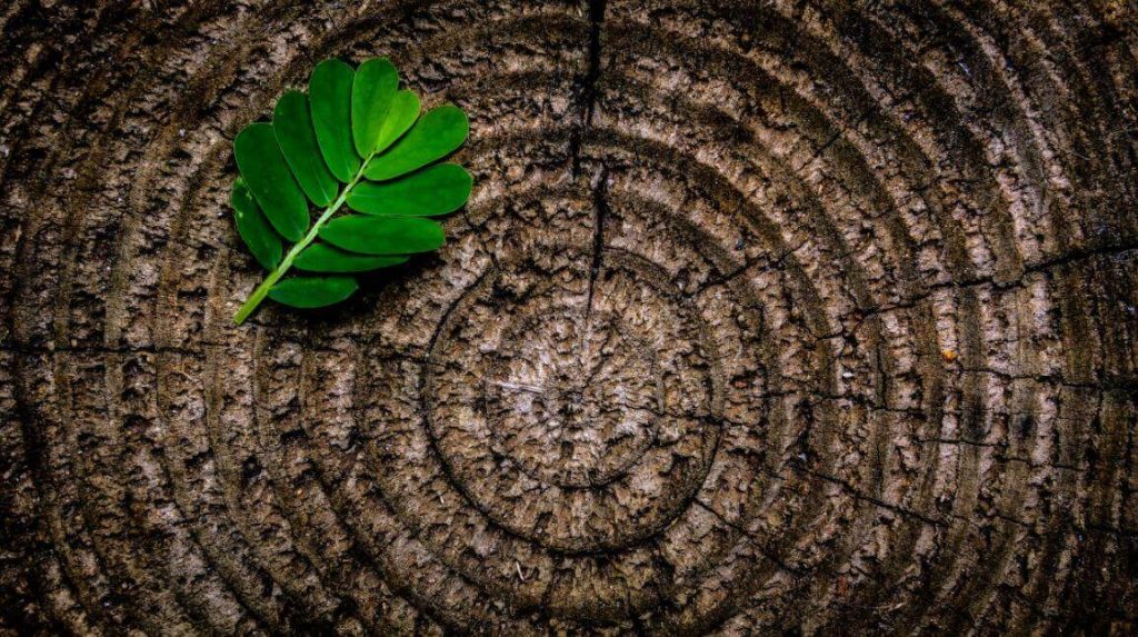 leaf on tree stump top