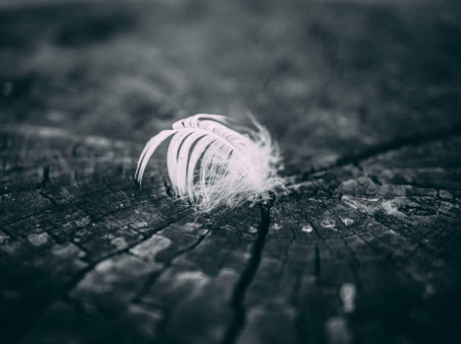 white feather on top of wood